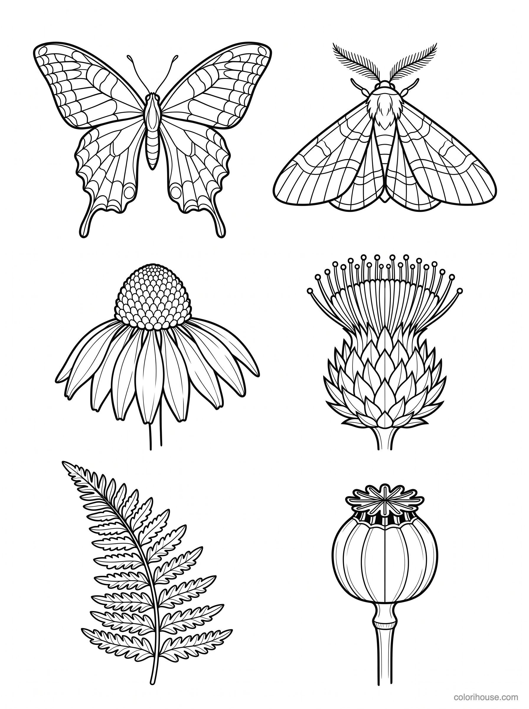 Butterfly, Moth and Botanical Details coloring page